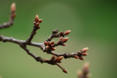 Quercus robur 'Pectinatum' - dub letní - pupen
